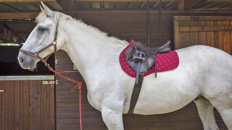 SXC high-rise silicone saddle pad review