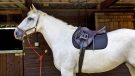 Shires Performance Air Motion Pro saddlecloth review