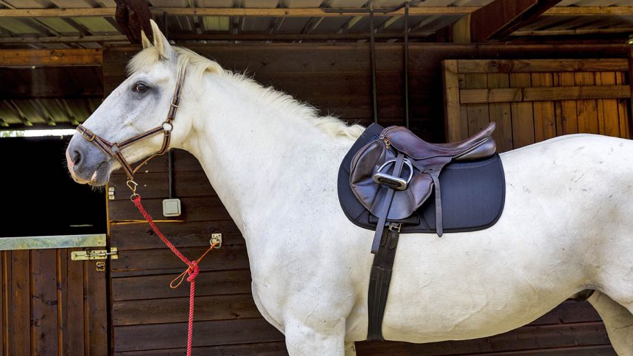 Shires Performance Air Motion Pro saddlecloth review