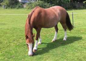 Horseworld rescue mare Tequila