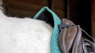 Weatherbeeta Prime all-purpose saddle pad review