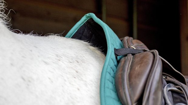 Weatherbeeta Prime all-purpose saddle pad review