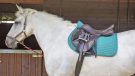 Weatherbeeta Prime all-purpose saddle pad review