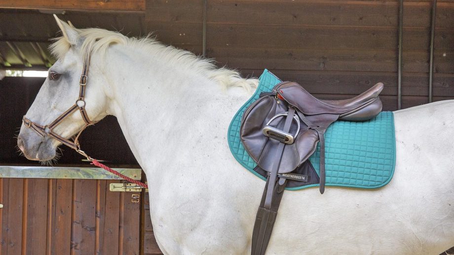 Weatherbeeta Prime all-purpose saddle pad review