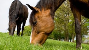 How much does it cost to own a horse?