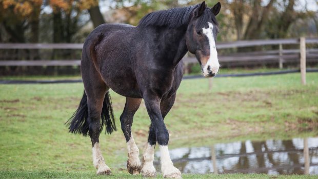 Long-serving police horse Bud, who was once punched by a drunken football fan, has died aged 21 following 14 years’ service and a happy retirement