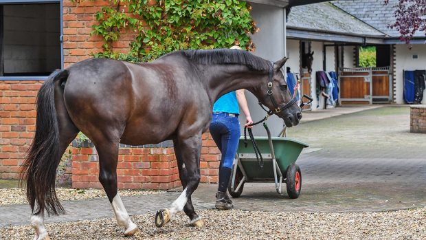 Valegro going on a walk at Carl Hester yard.