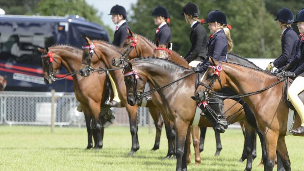A line up of plainted show ponies from Souht of England Show