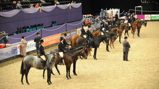 HOYS showing judges have been confirmed for 2021