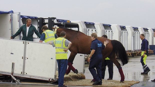 Digital horse passports could make cross-border travel after Brexit much easier