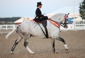 British Show Horse Association Autumn Gala results: supreme champion Brookdale Limited Edition