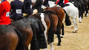 The British Show Horse Association has introduced new anti-doping rules for showing.