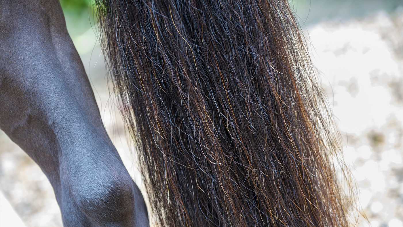 NAF-Veteran-joints-Tail