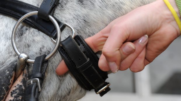 Checking the tightness of a horse’s noseband