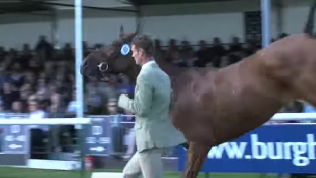 Burghley horse trials trot-up video