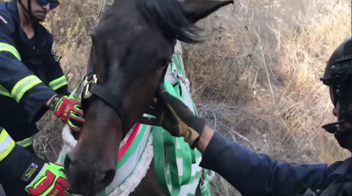 Horse rescued from 60ft ravine in California Horse & Hound