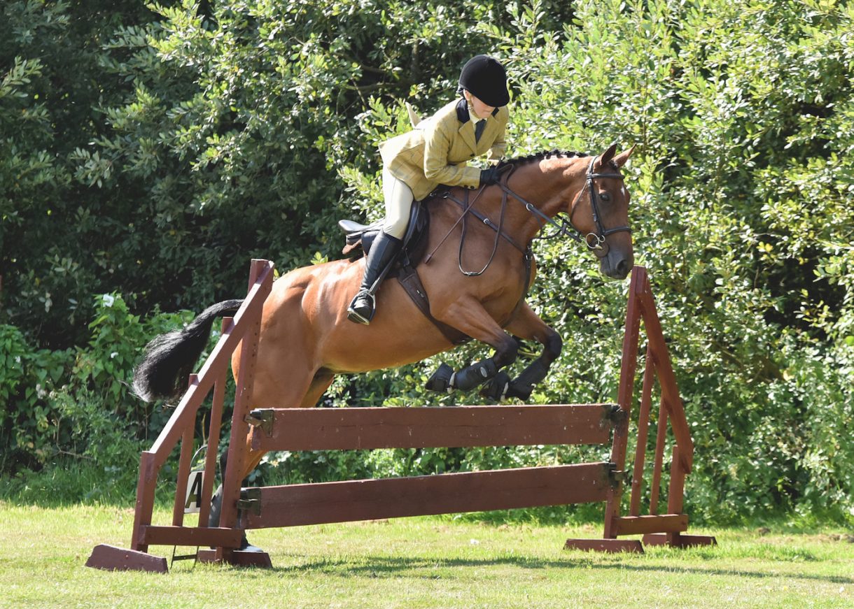 Need For Tougher Sentences Highlighted By Vile Attack On Horse H H Plus LaptrinhX News