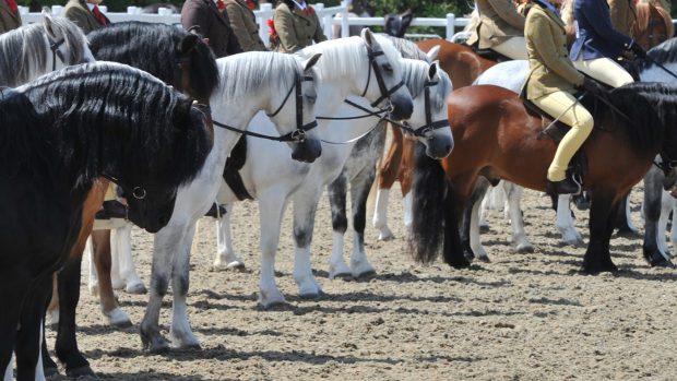 Mid/Counties Show 06.06.15 HOYS M & M Mini Champs. line up lining up