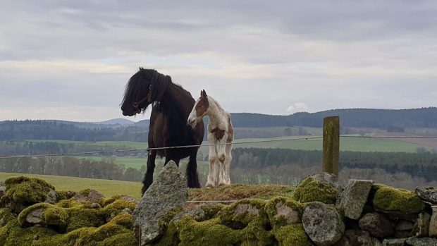 Ponies rescued from the floods in Wellingborough are now seeking new homes