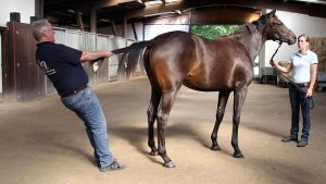 Equine osteopath Michael Stuckenberg treating a horse by using tail pull traction therapy.