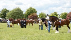 The Suffolk Show has stated it will not take place in 2021.