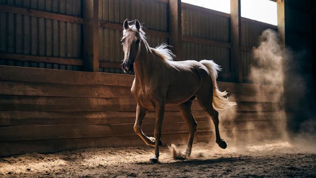 Winter respiratory health of horses