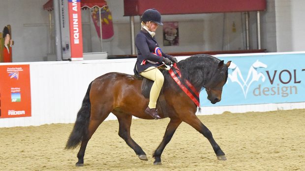 Kingshaugh Hailstorm stands supreme champion at BSPS Heritage Championships 2020