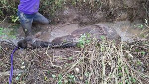 Firefighters rescue horse stuck in ditch