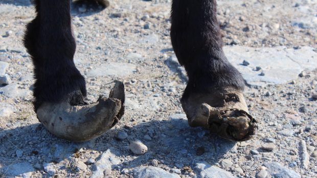 SSPCA donkeys equine neglect case