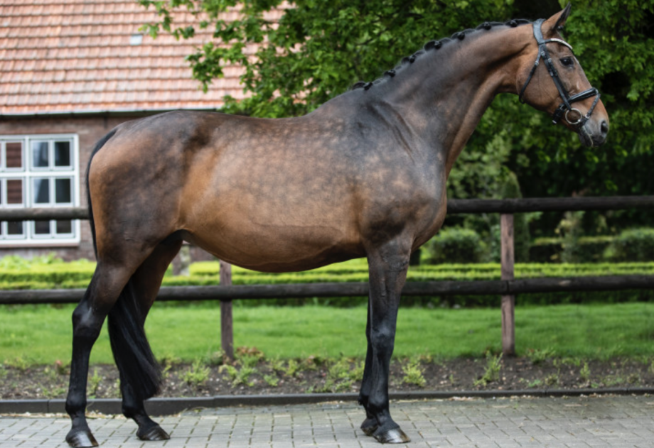 Broodmares for sale Horses for sale Horse & Hound