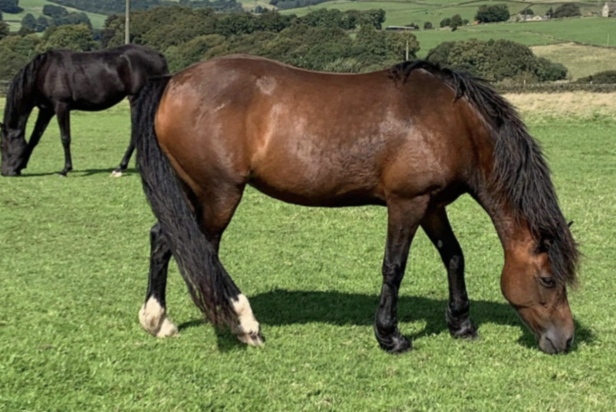 5 wonderful Welsh cobs and ponies on the market right now Horse & Hound
