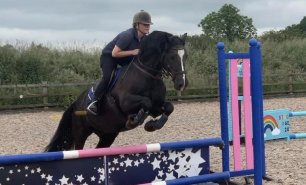 Welsh cobs and ponies for sale