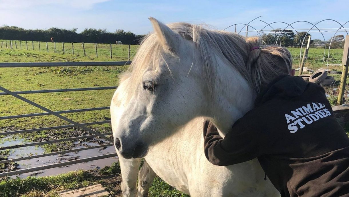 Pony seriously injured in attack in field Horse & Hound