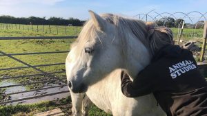 Pony seriously injured in attack