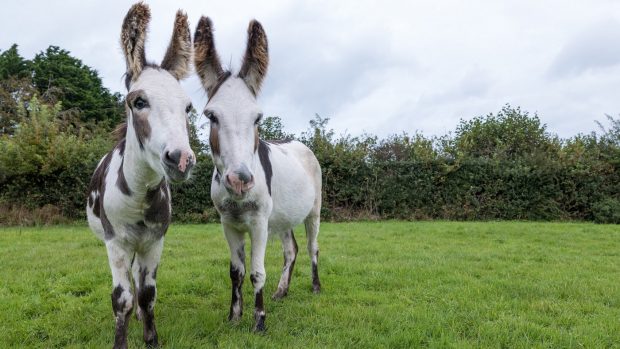 Donkeys rescued during Storm Dennis
