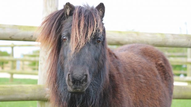 Shetland pony Bransby Horses