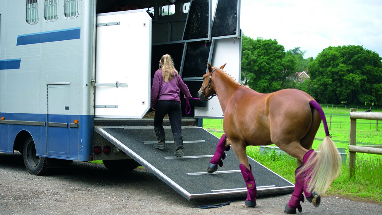 12 tips for travelling horses safely Horse & Hound