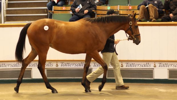Galileo filly Tattersalls auction