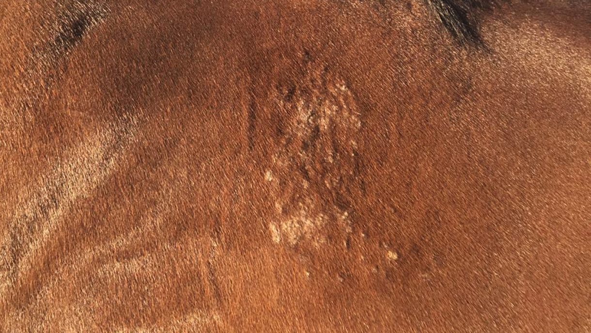 Ringworm a fungal skin infection affecting horses and humans *H&H