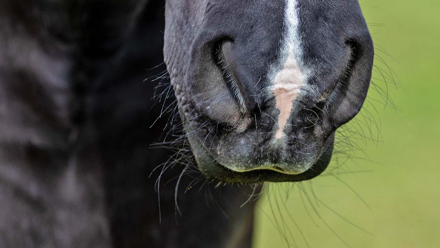 Feed blamed as 45 horses die, plus other things the horse world is talking about