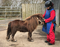 Neglected Shetland pony rescued