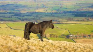 A Fell pony living on the hills in its native Lake District in Cumbria.