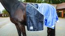 Derby House Elite detach-a-neck turnout review