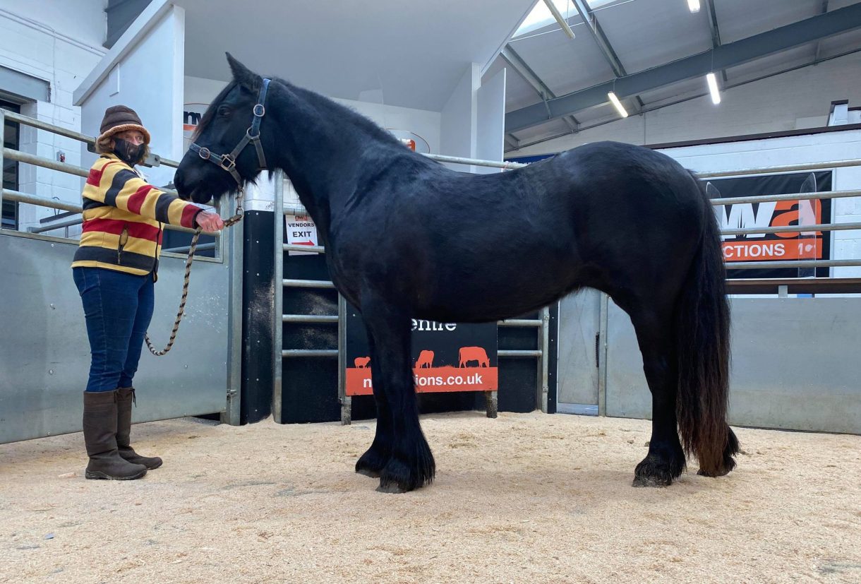 Fell ponies Horse & Hound