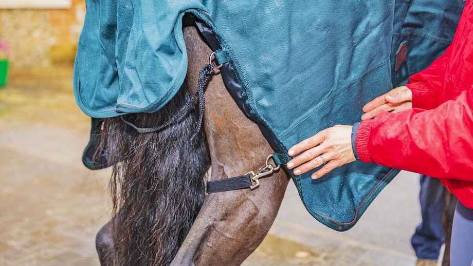 Felix Bühler Timeless Elegance high-neck turnout rug review