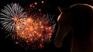 MPs have been invited to an event to discuss changes to fireworks regulations.