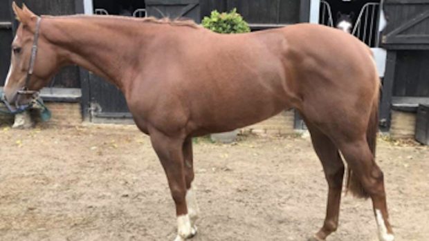 RSPCA fireworks campaign