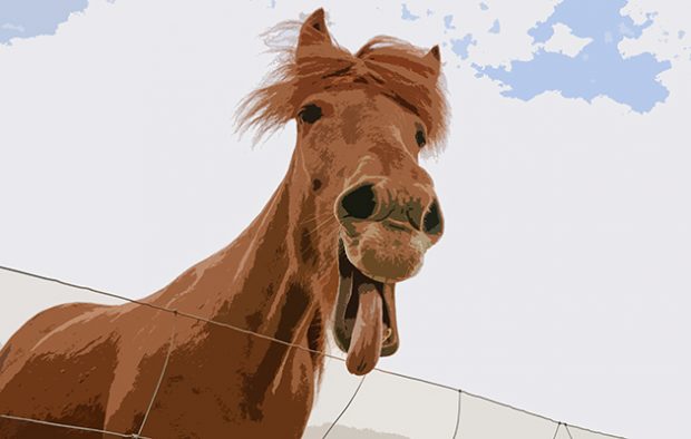 Horse jokes to make your laugh, just like this horse