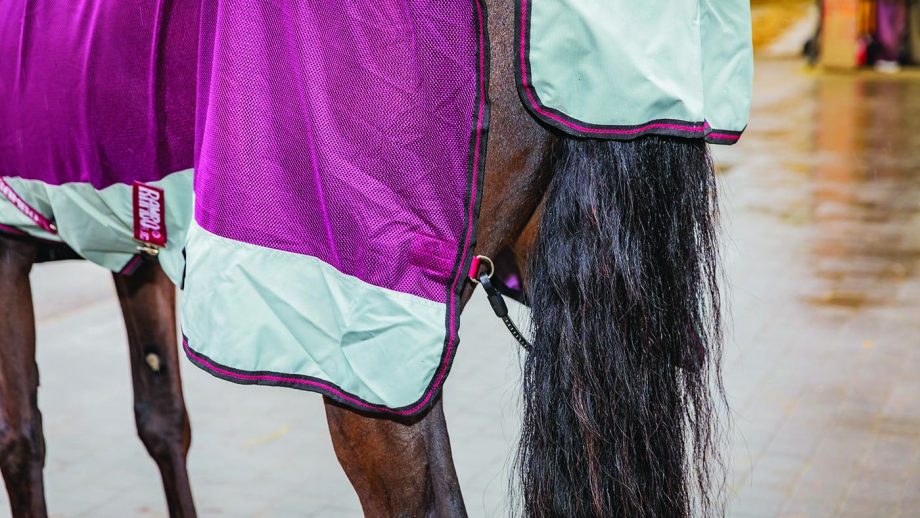 Horseware Rambo Summer Series review