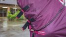 Horseware Rambo Summer Series review